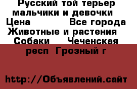 Русский той-терьер мальчики и девочки › Цена ­ 8 000 - Все города Животные и растения » Собаки   . Чеченская респ.,Грозный г.